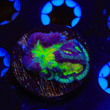 Rainbow Platygyra Coral