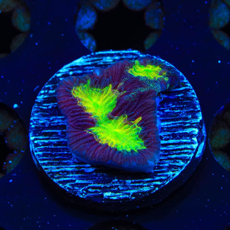 Rainbow Platygyra Coral
