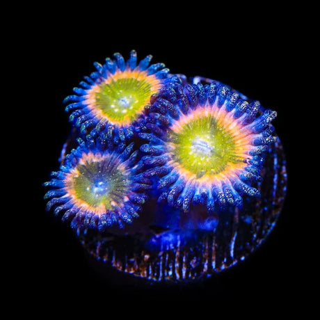 Rainbow Raptor Zoanthids Coral