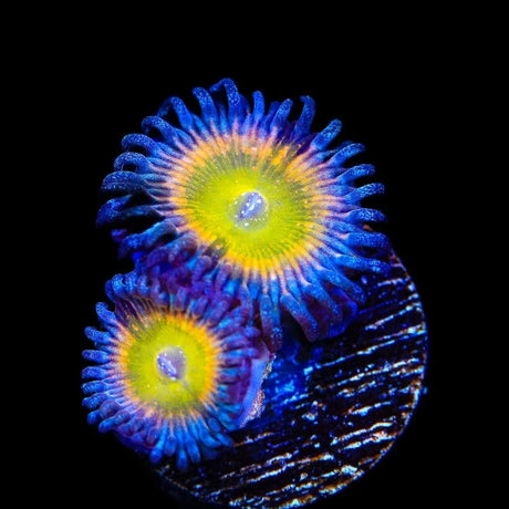 Rainbow Raptor Zoanthids Coral