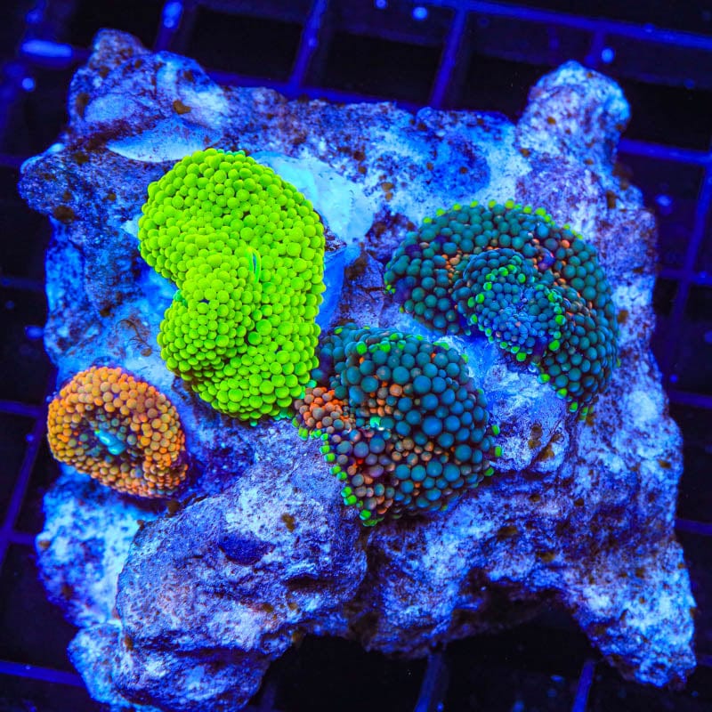 Rainbow Ricordea Combo Rock Mushroom Coral