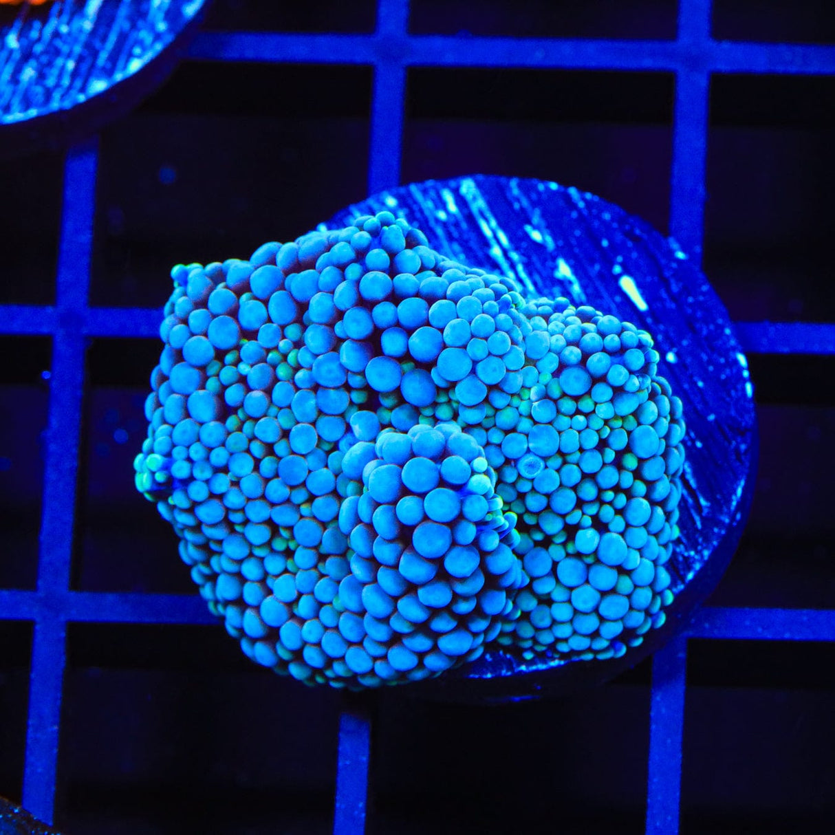 Rainbow Ricordea Coral