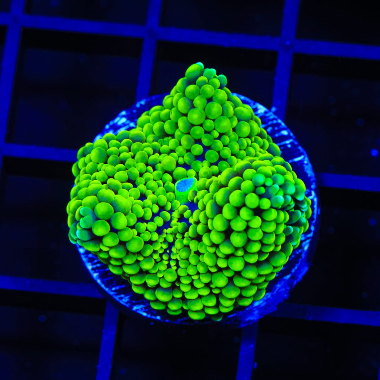 Rainbow Ricordea Coral
