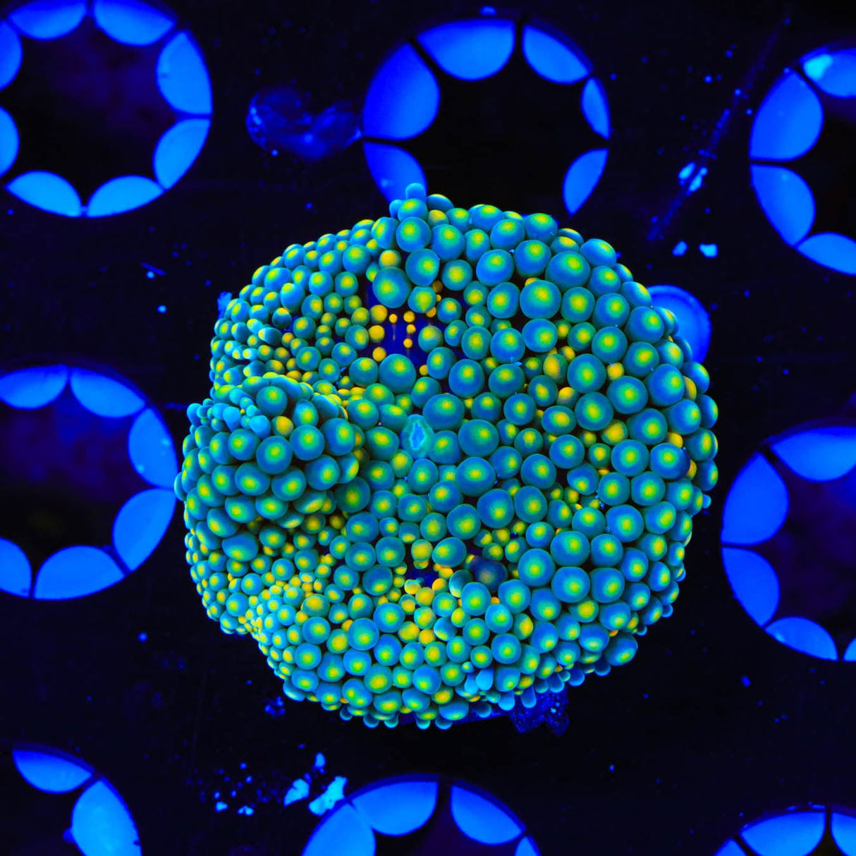 Rainbow Ricordea Coral