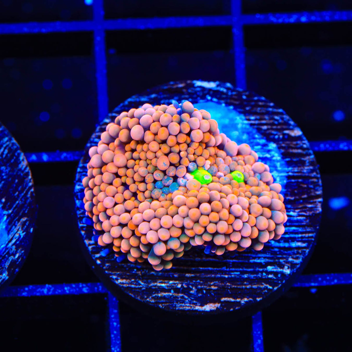 Rainbow Ricordea Coral