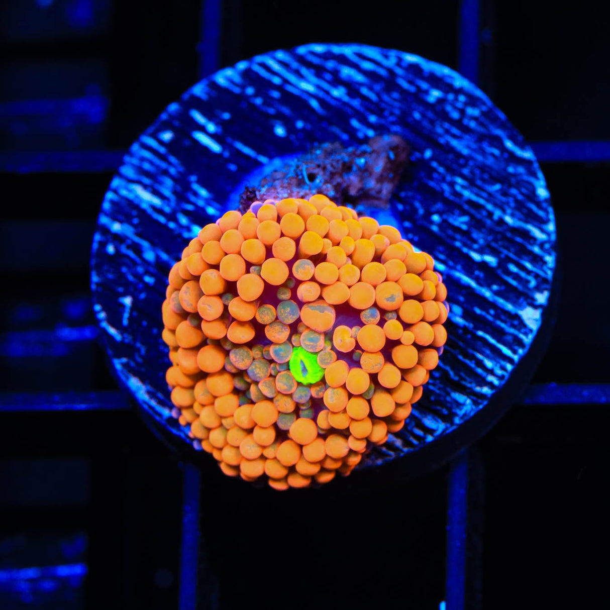 Rainbow Ricordea Coral