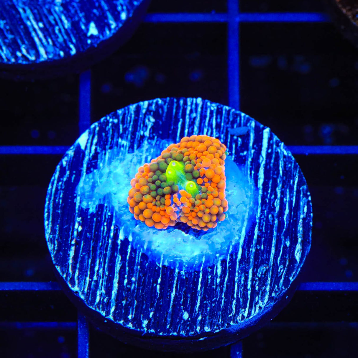 Rainbow Ricordea Coral