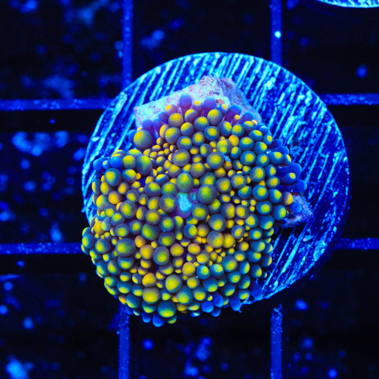 Rainbow Ricordea Coral