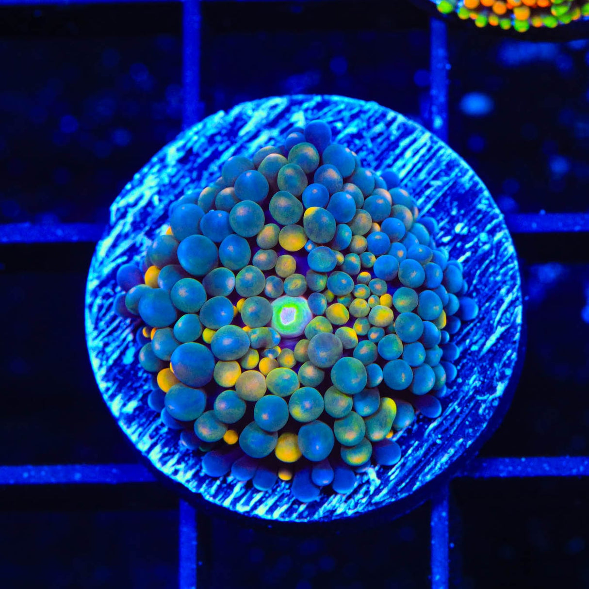 Rainbow Ricordea Coral