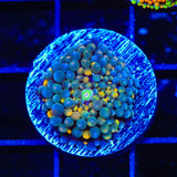 Rainbow Ricordea Coral