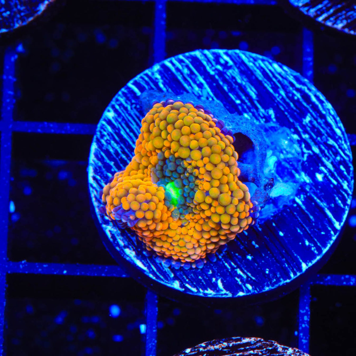 Rainbow Ricordea Coral