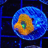 Rainbow Ricordea Coral