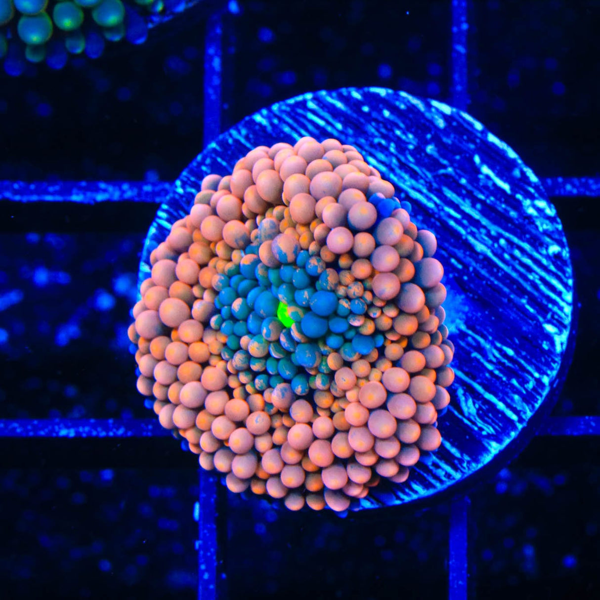 Rainbow Ricordea Coral