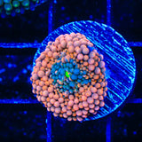Rainbow Ricordea Coral