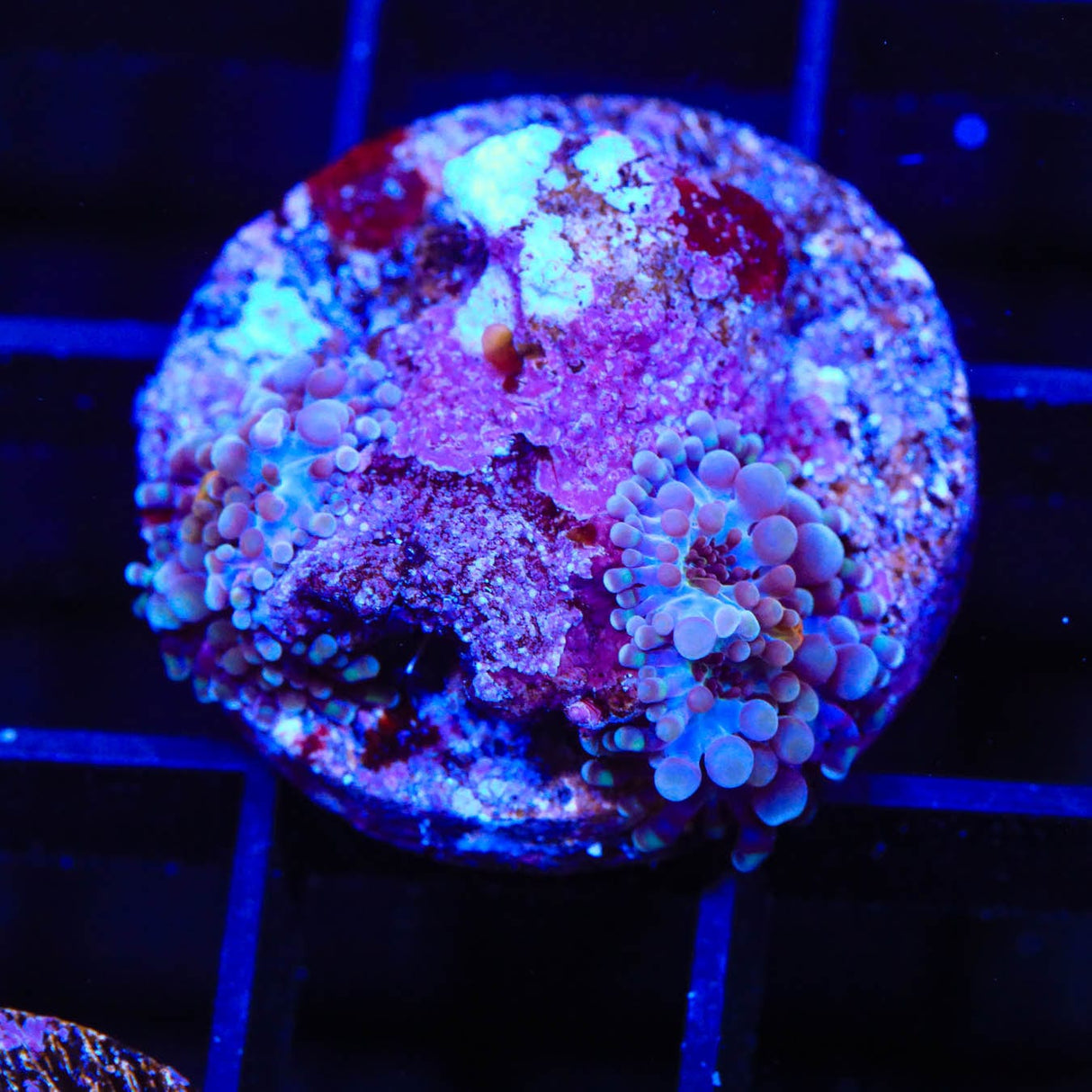 Rainbow Ricordea Coral