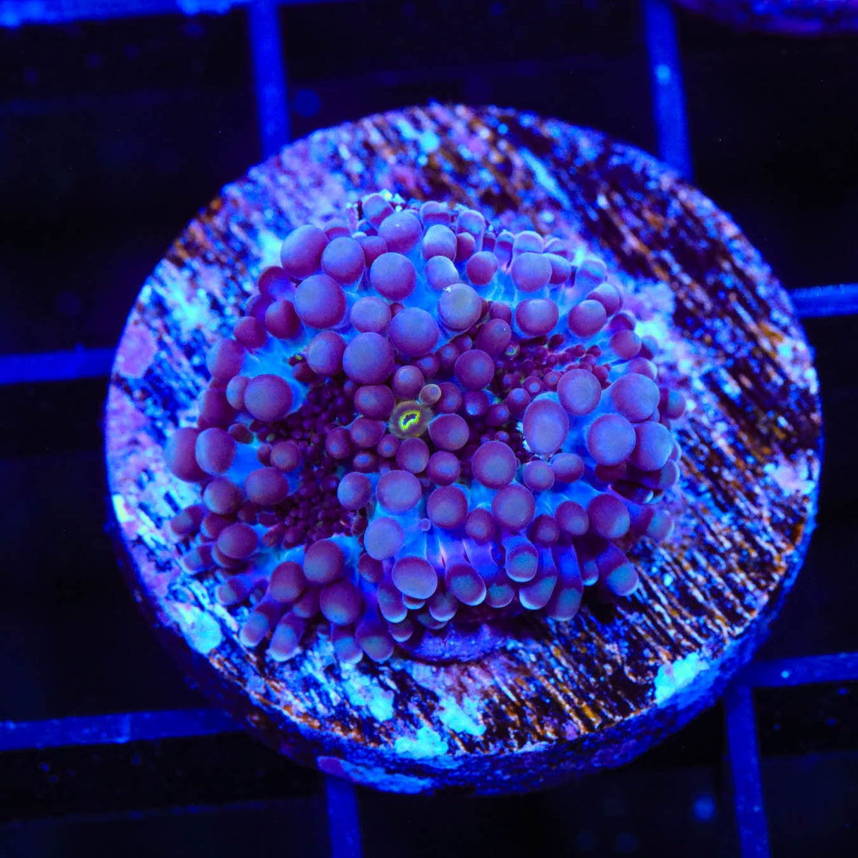 Rainbow Ricordea Coral
