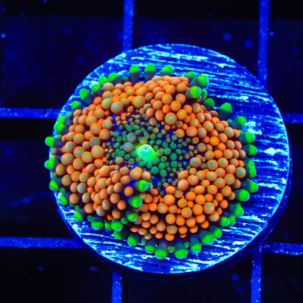 Rainbow Ricordea Coral