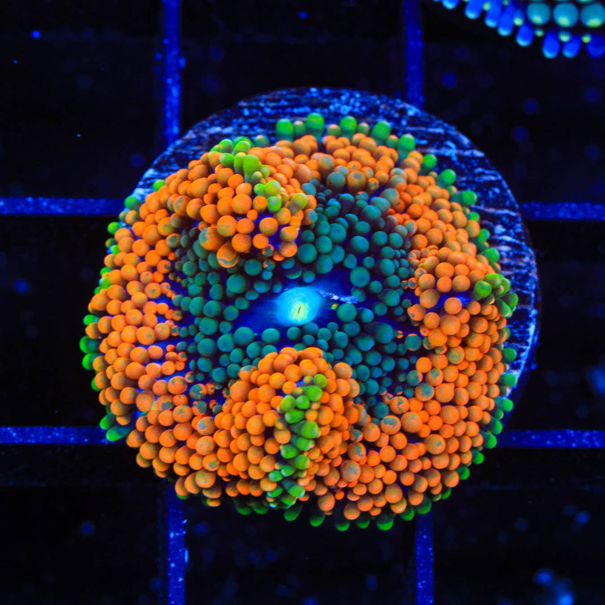 Rainbow Ricordea Coral