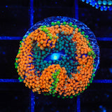 Rainbow Ricordea Coral