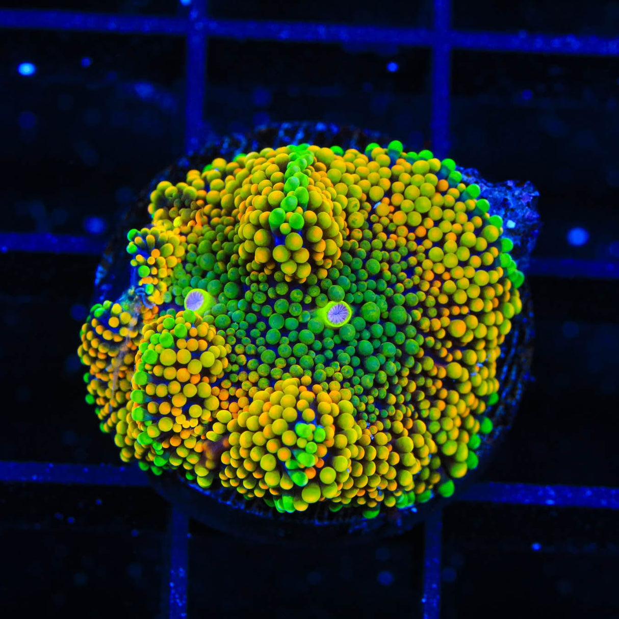 Rainbow Ricordea Coral