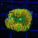 Rainbow Ricordea Coral
