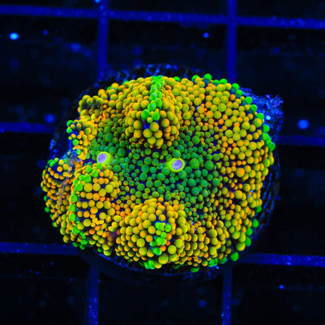 Rainbow Ricordea Coral