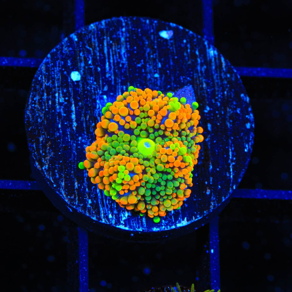 Rainbow Ricordea Coral