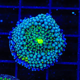 Rainbow Ricordea Coral