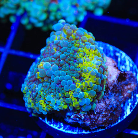 Rainbow Ricordea Coral