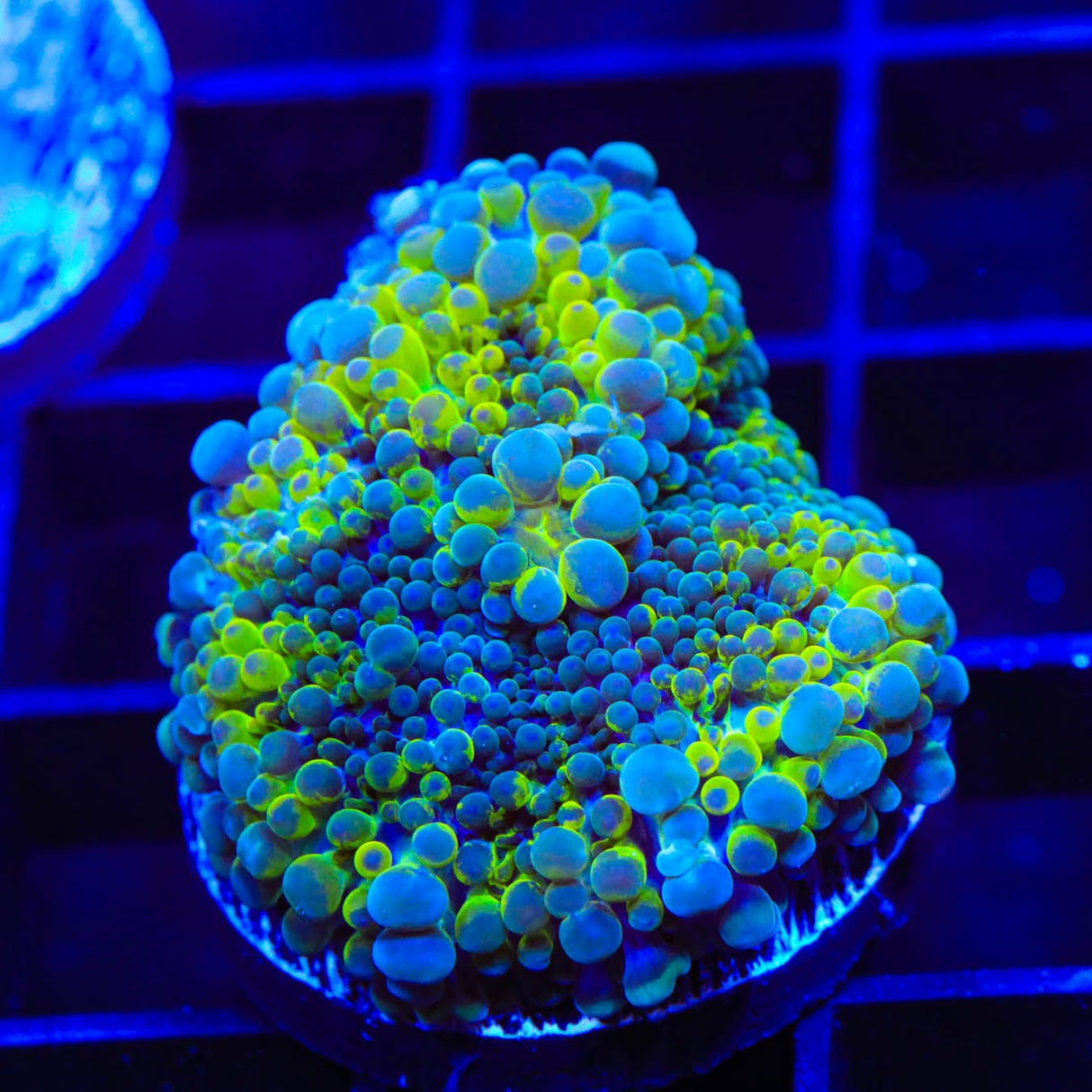 Rainbow Ricordea Coral