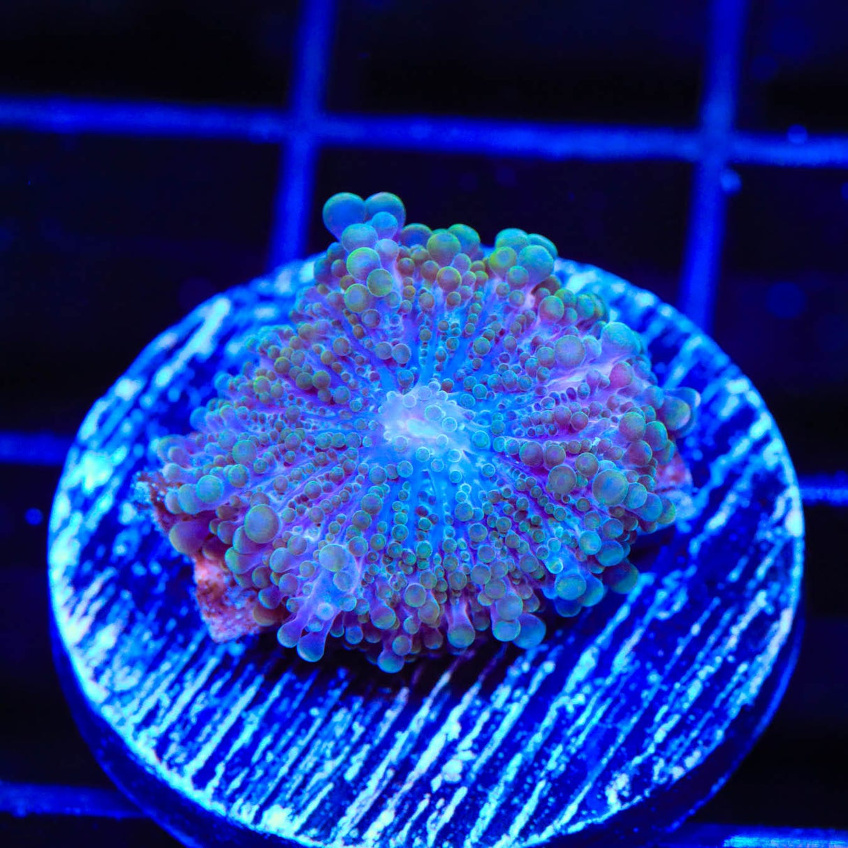 Rainbow Ricordea Coral