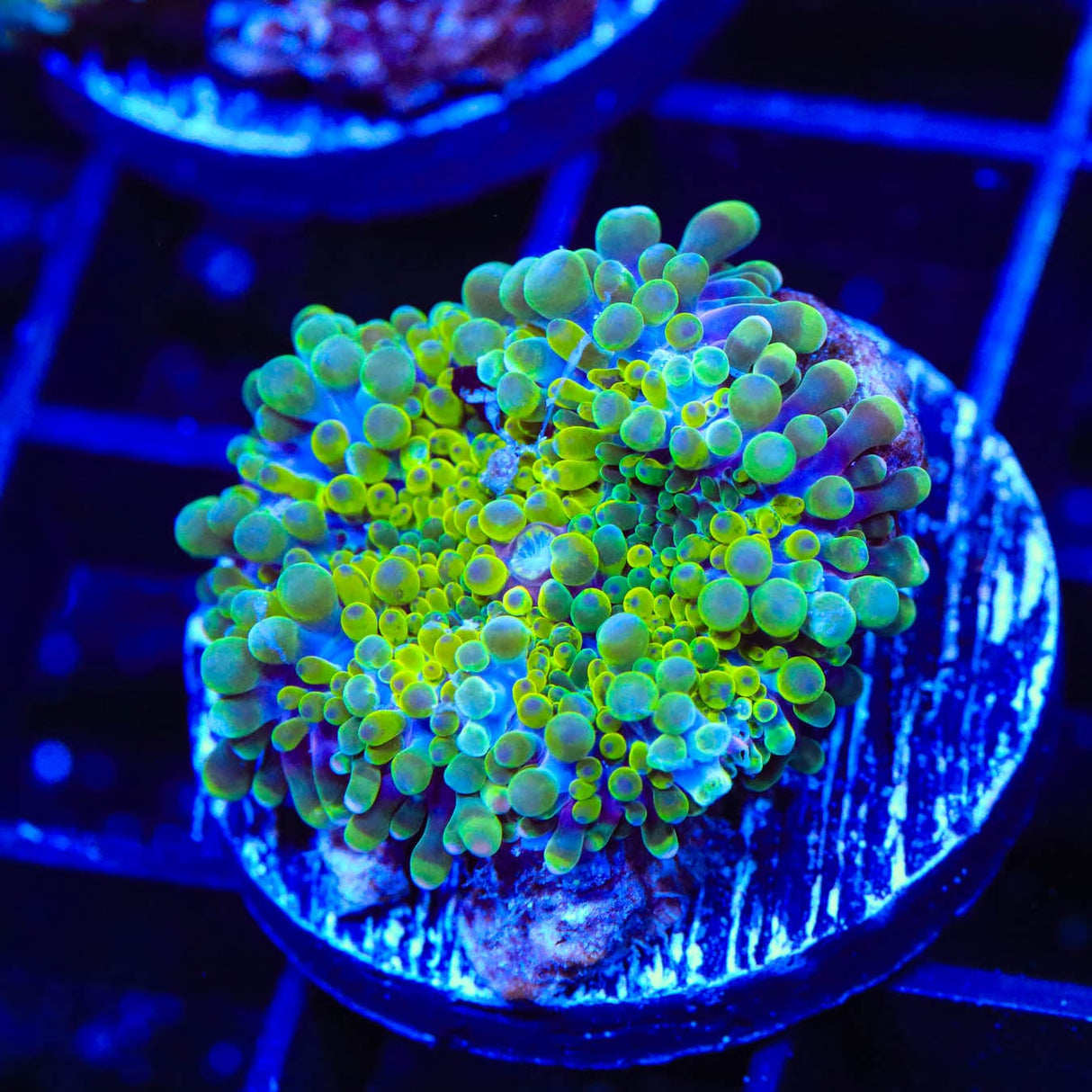 Rainbow Ricordea Coral