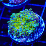 Rainbow Ricordea Coral