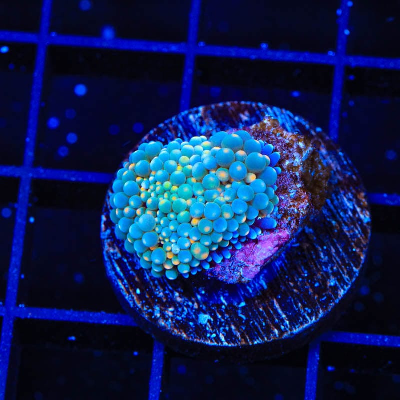 Rainbow Ricordea Coral