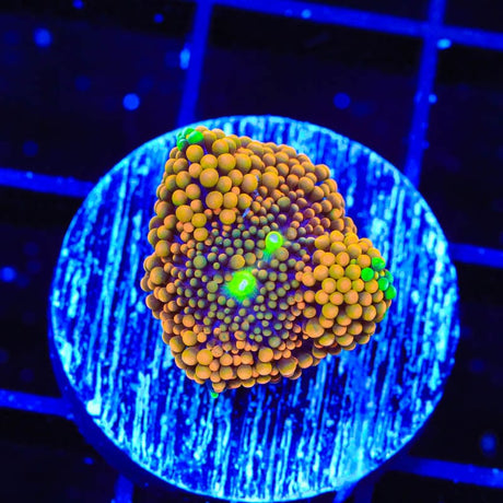 Rainbow Ricordea Coral