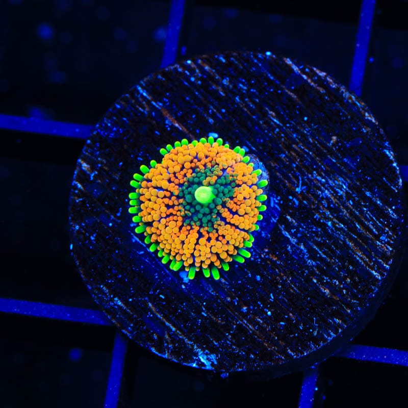 Rainbow Ricordea Coral