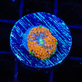 Rainbow Ricordea Coral