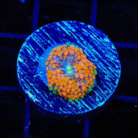 Rainbow Ricordea Coral