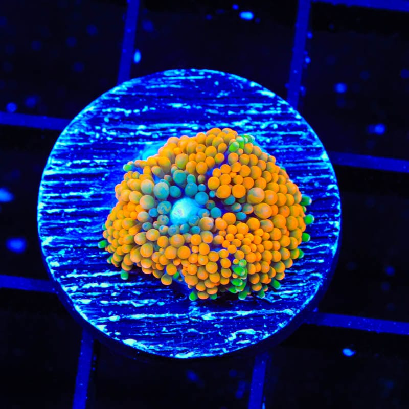 Rainbow Ricordea Coral