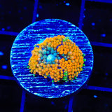 Rainbow Ricordea Coral