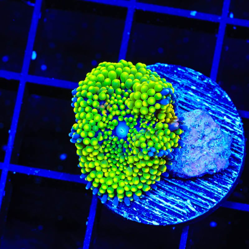 Rainbow Ricordea Coral