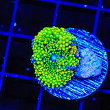 Rainbow Ricordea Coral