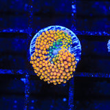 Rainbow Ricordea Coral