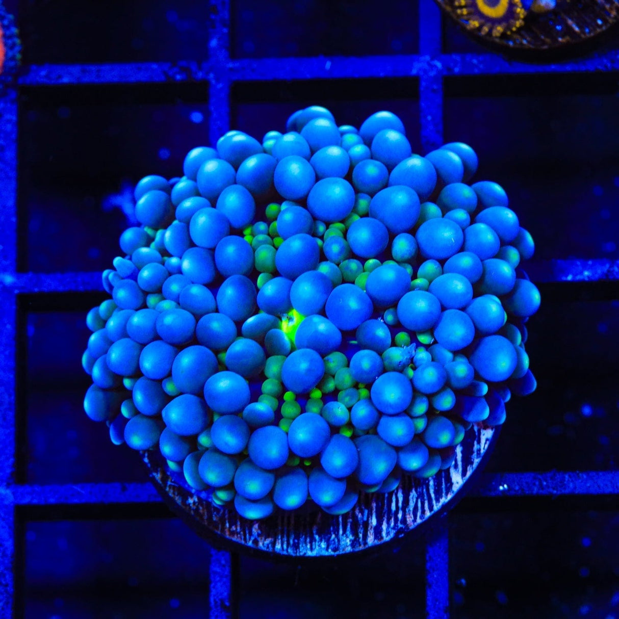 Rainbow Ricordea Coral