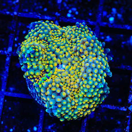 Rainbow Ricordea Coral