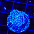 Rainbow Ricordea Coral