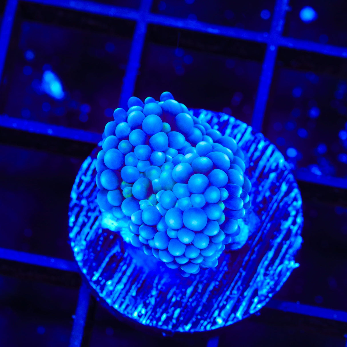 Rainbow Ricordea Coral