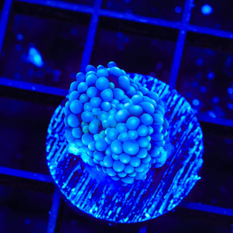 Rainbow Ricordea Coral