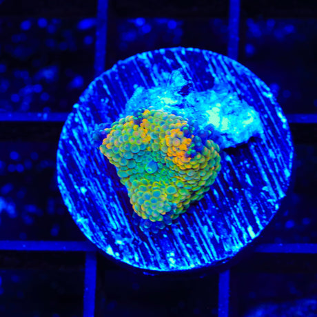 Rainbow Ricordea Coral