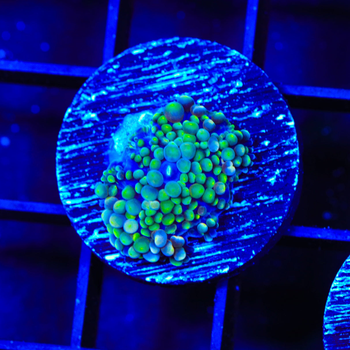 Rainbow Ricordea Coral